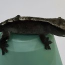 발꾸락게코