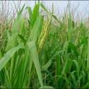 학산 태양광발전소 이미지