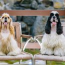 Dear My Pet 이미지