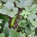 채송화농장 이미지