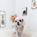 쿨독펫샵 이미지