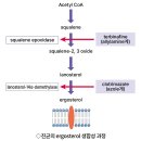 클로트리마졸 vs 테르비나핀 피부질환 약물 이미지