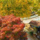 북문이발소 | 경기도 단풍 명소 서울대공원 이색 가을 데이트