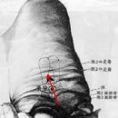 수화목