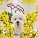멍캐슬 | [경기광주/능평리] 멍더캐슬 애견유치원 다녀온 후기(feat 애견미용. 애견호텔)