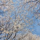 드림파크 | 인천 서구 드림파크cc 벚꽃축제 방문 후기 주차장 입장료