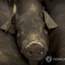 Pig 이미지