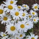 샤스타데이지(샤스타국화 선모초 구일초; shasta daisy)*꽃 이미지