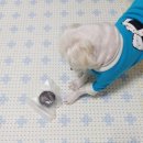 쁘띠시앙 | 강아지 수제 간식 쁘띠시앙 다양한 쿠키 케이크 귀염진 리얼 애견 베이커리 맛보기 !