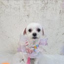 애견미용 이미지