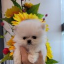 아름다운애견세상 이미지