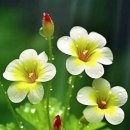 꽃보다아름다운당신 이미지