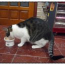 삐약이PC 이미지