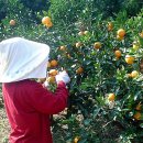 영현농장 이미지