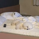 넘버25호텔 동암역점 | 인천 애견동반 여행 나들이 일상 기록(주안 호텔나무, 부천 블랑쉬펫, 청천동 힐록)