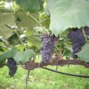 영태농장 이미지