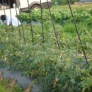 용마농장 이미지