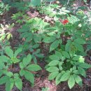 황토마루 이미지