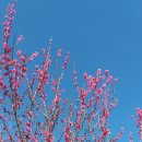 매화마을길 이미지