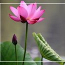 수사법(修辭法)의 활용 / 손병흥 이미지