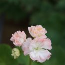 스윗 데일리 이미지