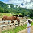 춘화로 | 춘천 해피초원목장 양떼목장 먹이주기 체험 춘천 아이랑 가볼만한곳