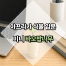 바오밥나무 | 식물 똥손도 가능한 미니 바오밥나무 키우기, 아프리카 식물 입문 솔직 후기