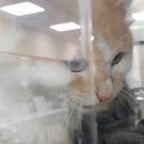 24시 코끼리동물의료센터 이미지