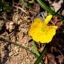 화신식물원 이미지