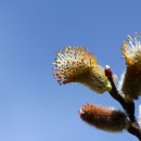 버들강아지 이미지