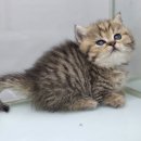 펫엔글라이더본점&로던트클럽 광주 이미지