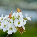 미묘,花 이미지
