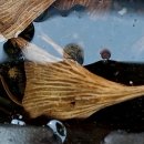 빗자루 탄 소녀 이미지