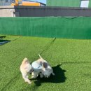 멍머니 2호점 이미지