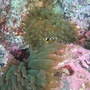 31. 흰동가리류 미기록종(Amphiprion polymnus) 유어~Saddleback clownfish, Saddleback anemonefish 이미지