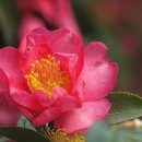 이화원(온실) 이미지