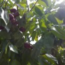 하울농장 이미지