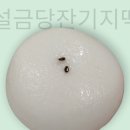 설금당잔기지떡 - 양천구 오목로10길 10 | 설금당잔기지떡