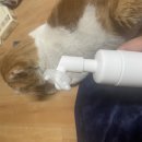 필소프트 | 더는 고민하지 않아도 되는 위생 루틴 더마벳 매직필 버블 퀵클렌저 &amp; 바디필굿 소프트 풋타월 사용 후기