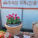 예쁜금송꽃 이미지