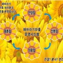 해바라기파출 이미지