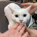 뷰티몽냥 | 경기도 처인구 뷰티몽냥, 리뷰, 가는법, 후기
