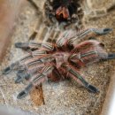 레드로즈 이미지