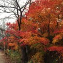 전라도인삼튀김 이미지