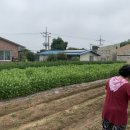 뽑아가유 이미지