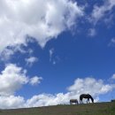 명석목장 이미지