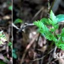 서귀포자연휴양림1 이미지