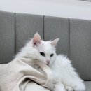 바하 고양이 병원 이미지