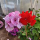 로즈화이트 이미지