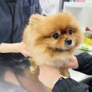 주안동물병원 이미지